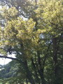 linden